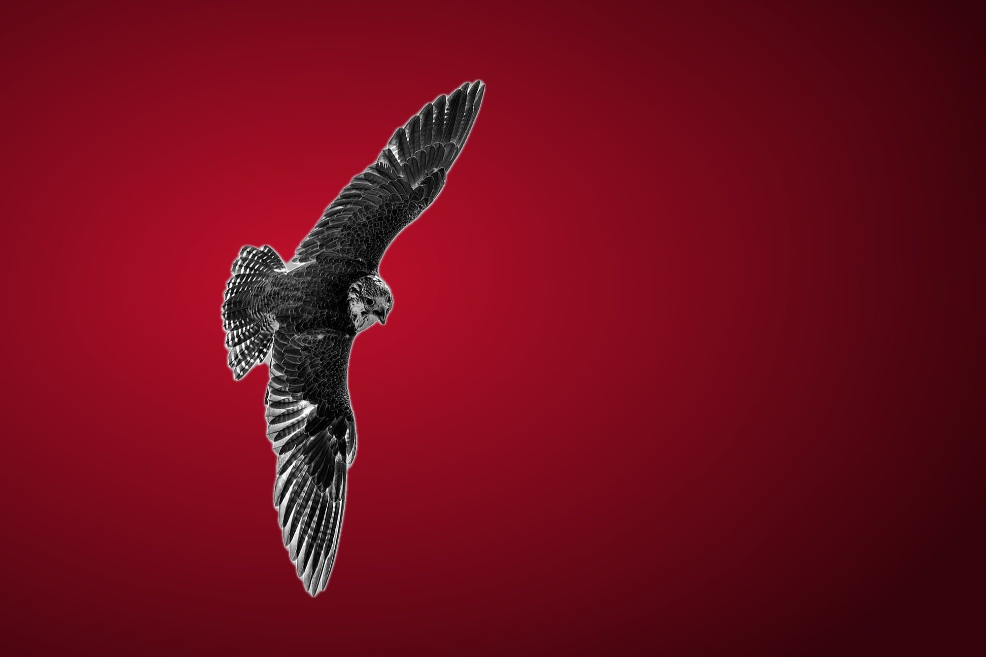 Peregrine falcon banking into a hunting dive against a deep crimson sky
